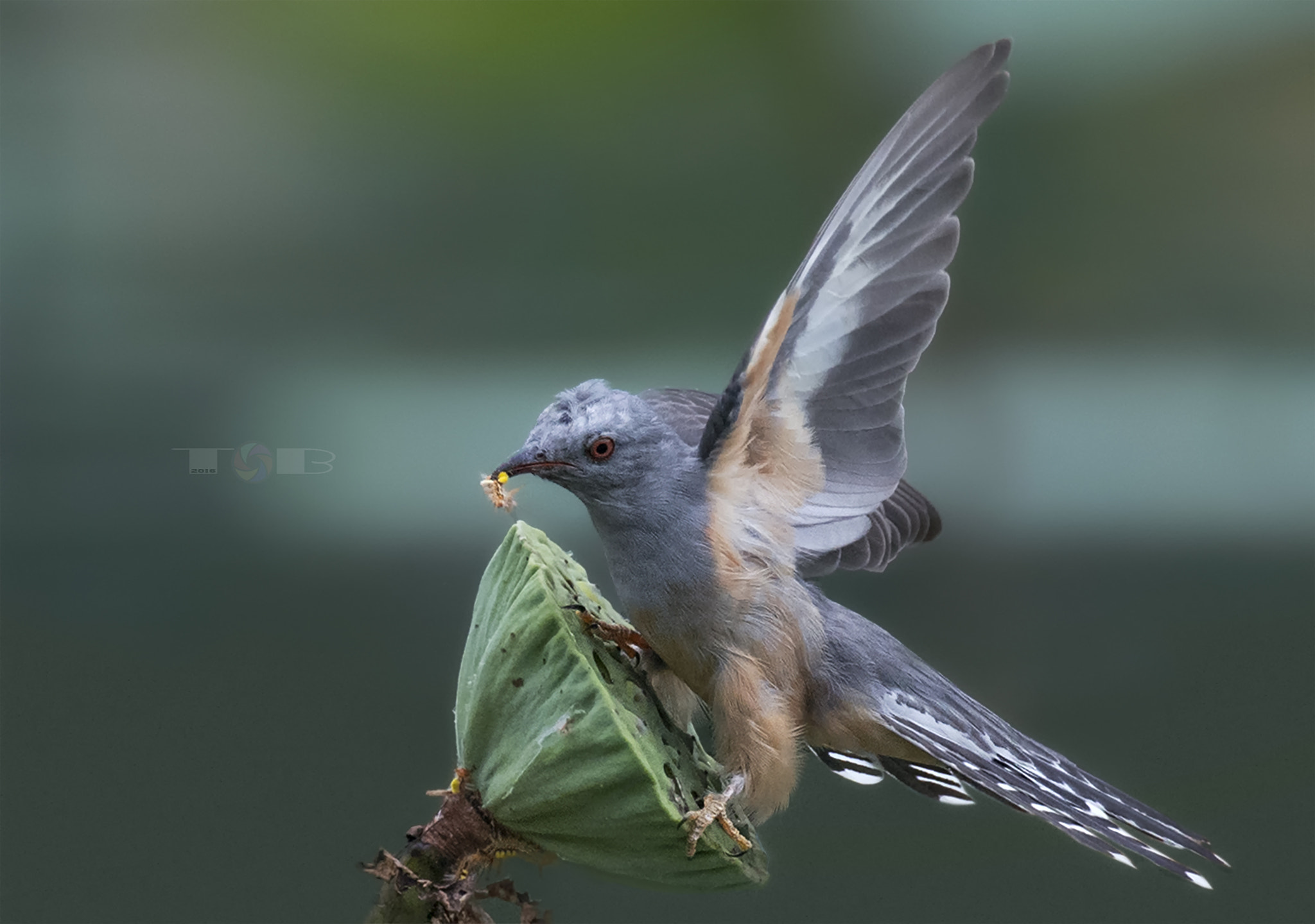 Nikon AF-S Nikkor 600mm F4D ED-IF II sample photo. Eudynamys scolopaceus photography