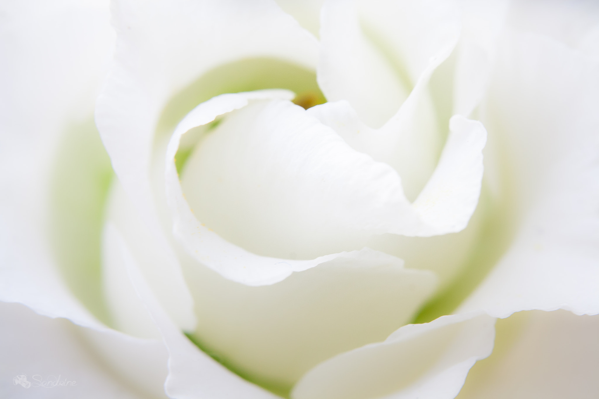 Canon EF 28-80mm f/3.5-5.6 sample photo. Rose photography