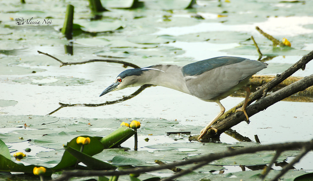 Nikon D200 + Sigma APO 400mm F5.6 sample photo. Waiting for prey photography