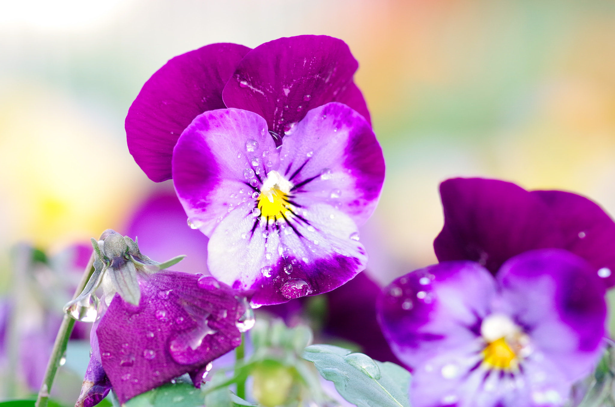 Pentax smc D-FA 100mm F2.8 Macro WR sample photo. Live for today photography