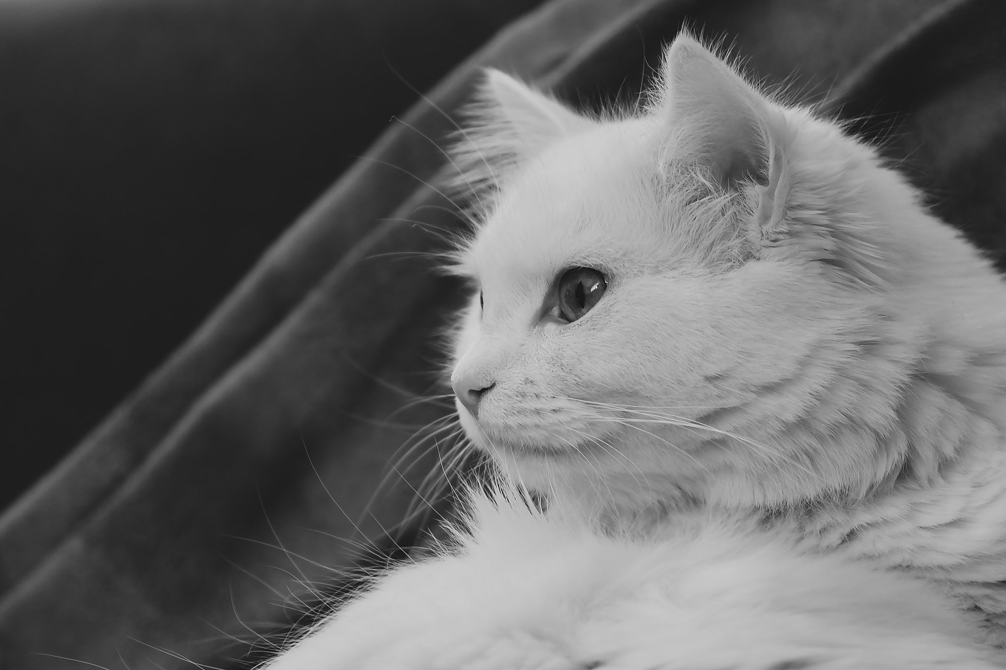 Fujifilm X-A1 + Fujifilm XF 18-55mm F2.8-4 R LM OIS sample photo. Bw portrait of our cuty... photography