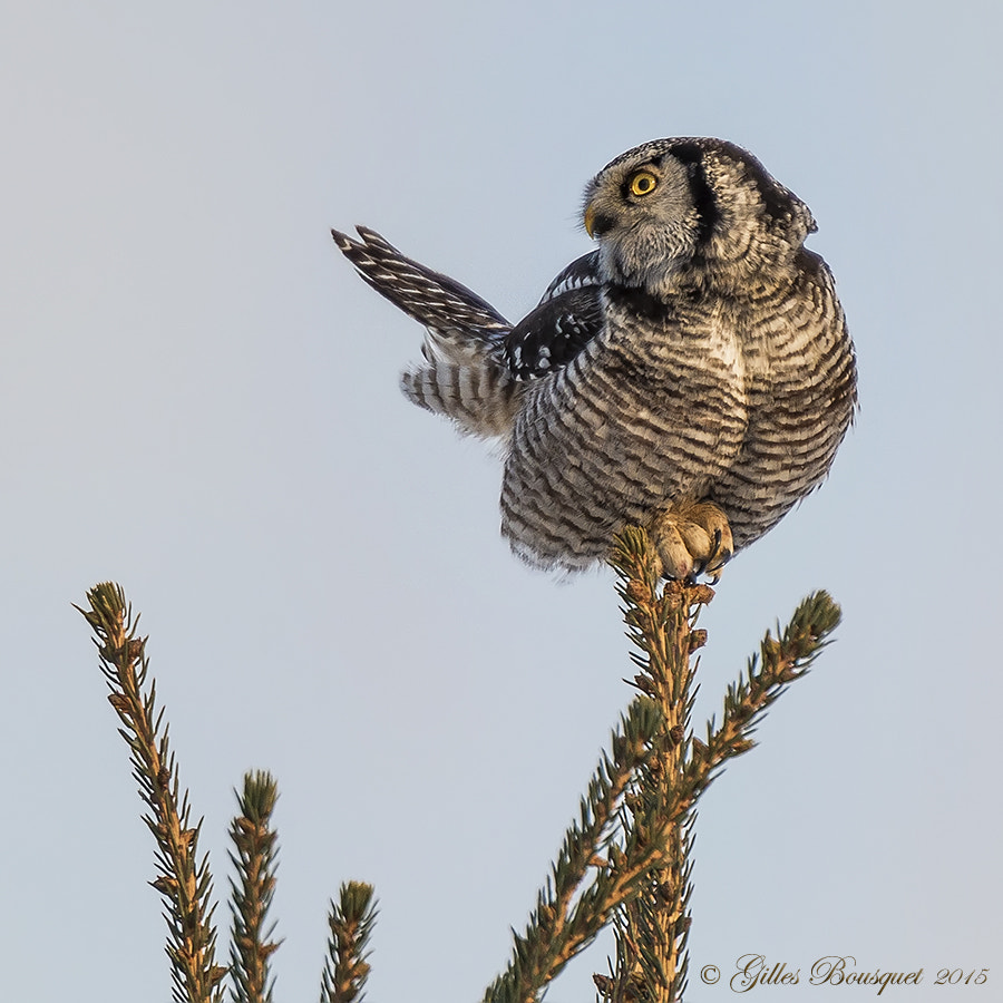 Nikon AF-S Nikkor 400mm F2.8G ED VR II sample photo. Northern hawk owl photography