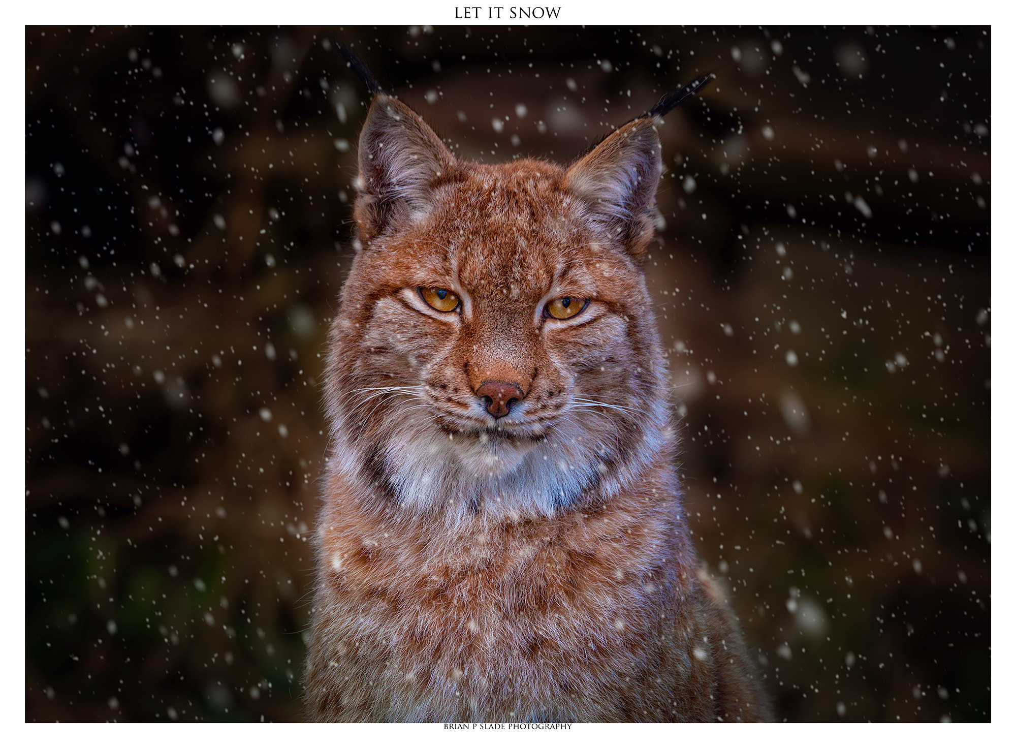 Sigma 150-600mm F5-6.3 DG OS HSM | C sample photo. Let it snow photography
