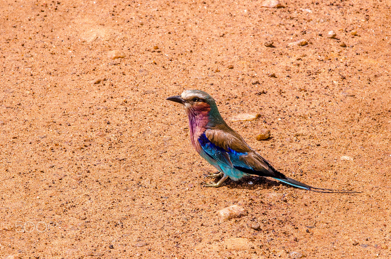 Sigma 50-150mm F2.8 EX APO DC OS HSM sample photo. Lilac breasted roller photography