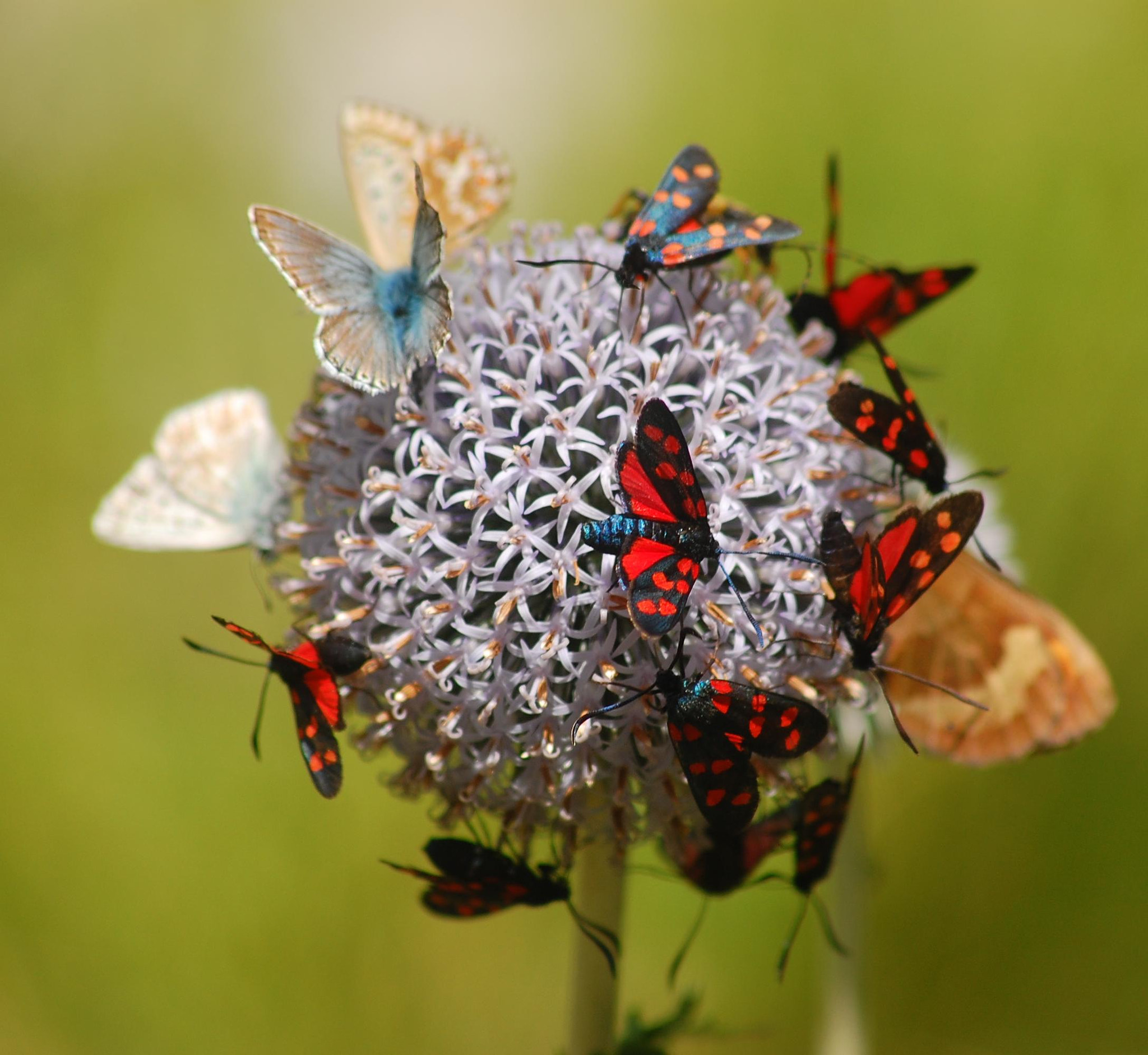 Sigma 70-300mm F4-5.6 APO DG Macro sample photo. Butterflies photography