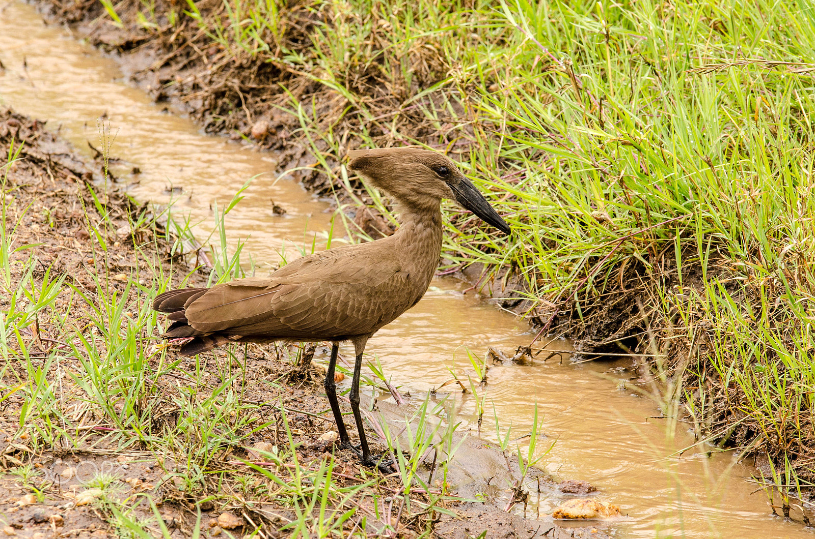 Sigma 50-150mm F2.8 EX APO DC OS HSM sample photo. Hammerhead photography