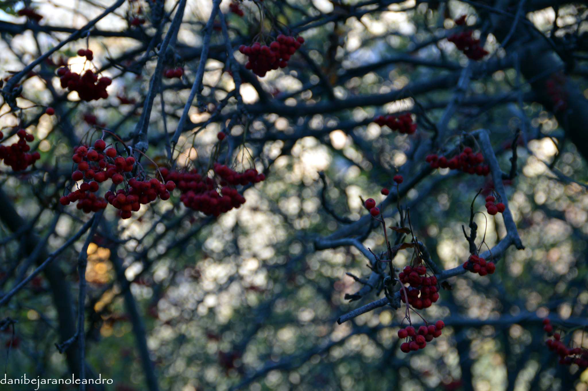 Sigma 18-200mm F3.5-6.3 II DC OS HSM sample photo. Berry in forest farrera, lleida. photography