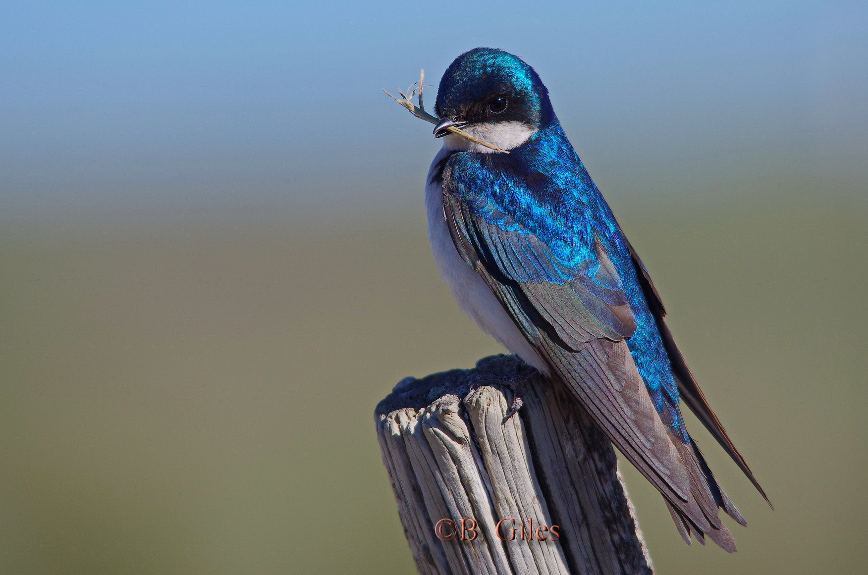 Sigma 150-500mm F5-6.3 DG OS HSM sample photo. One piece at a time photography