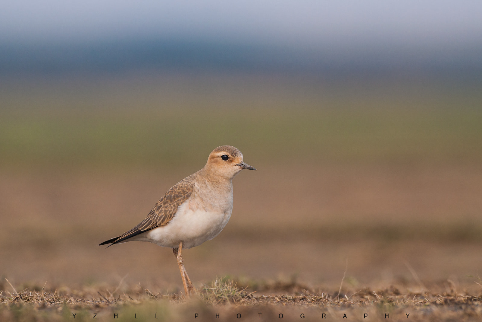 Canon EOS 50D + Canon EF 500mm F4L IS USM sample photo. Charadrius veredus photography