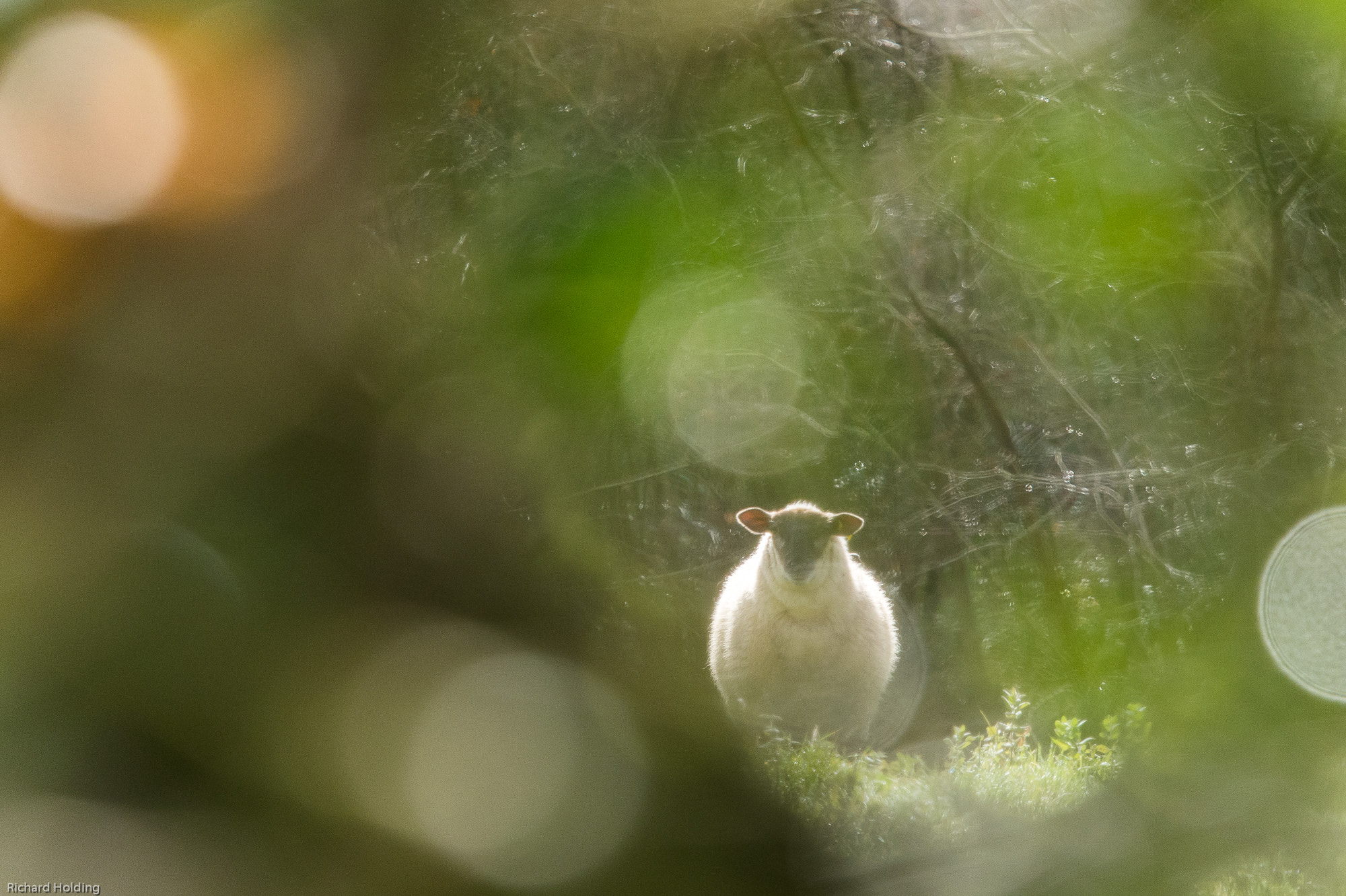 Olympus OM-D E-M10 + Olympus M.Zuiko Digital ED 40-150mm F2.8 Pro sample photo. Sheep bokeh photography