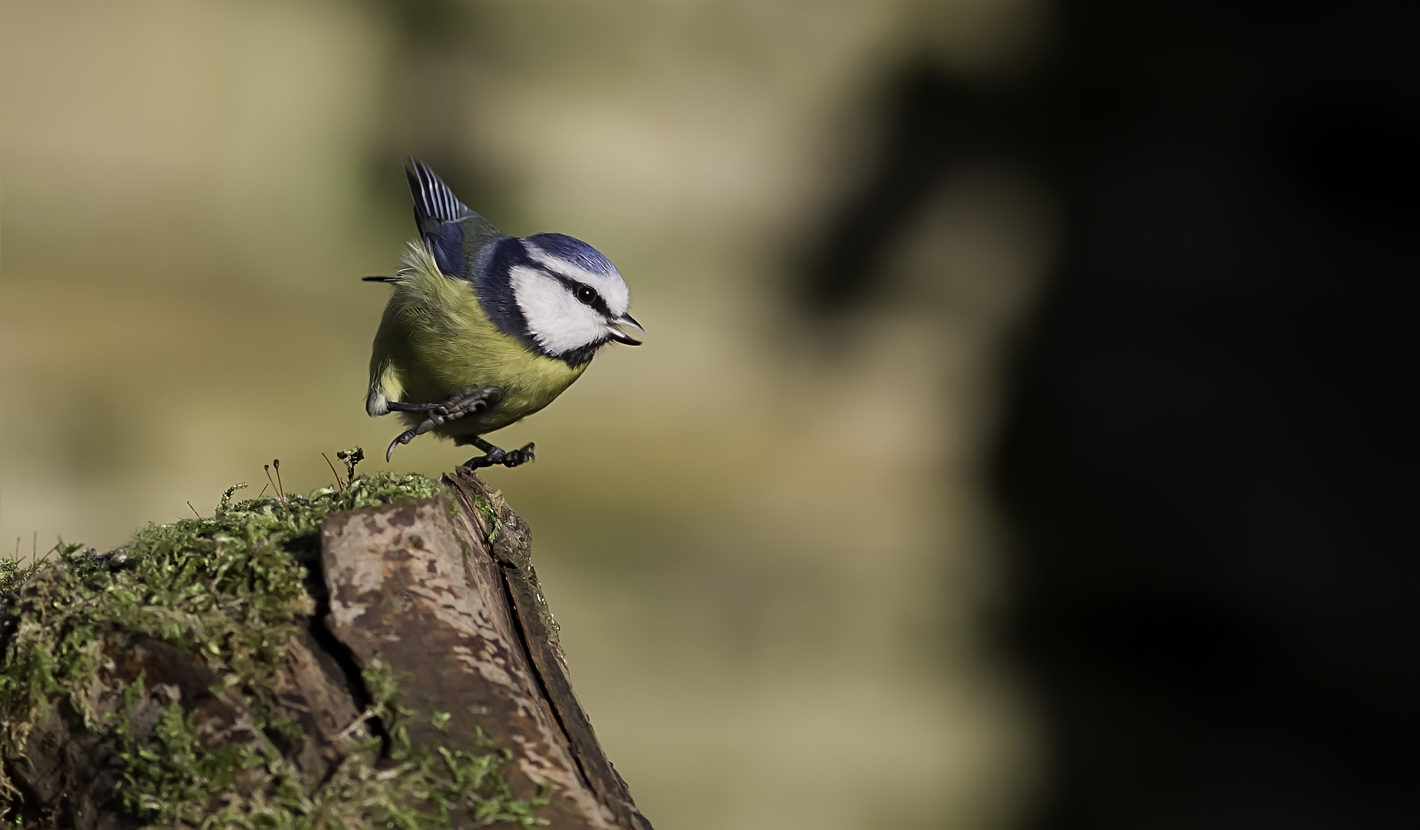 Canon EF 300mm F4L IS USM sample photo. Blue tit. photography