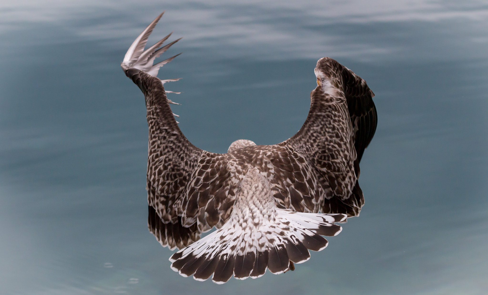 Canon EOS 650D (EOS Rebel T4i / EOS Kiss X6i) sample photo. Tail shot! :) photography