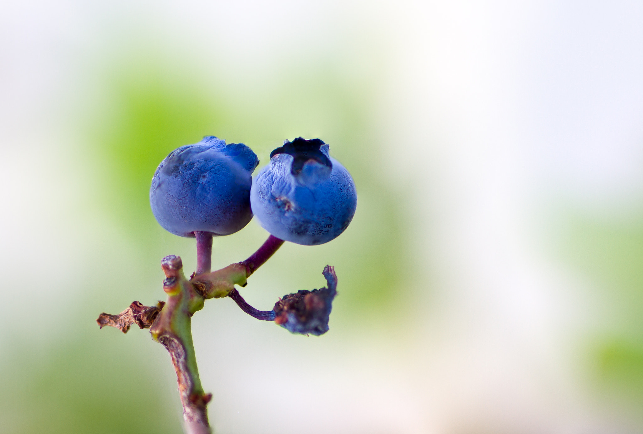 Tamron SP 35mm F1.8 Di VC USD sample photo. Last of the blueberries photography