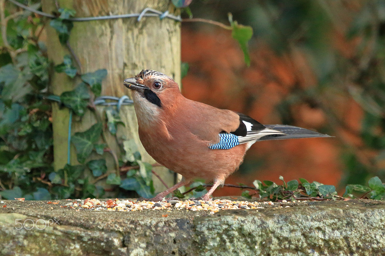 Canon EF 100-400mm F4.5-5.6L IS USM sample photo. Jay photography