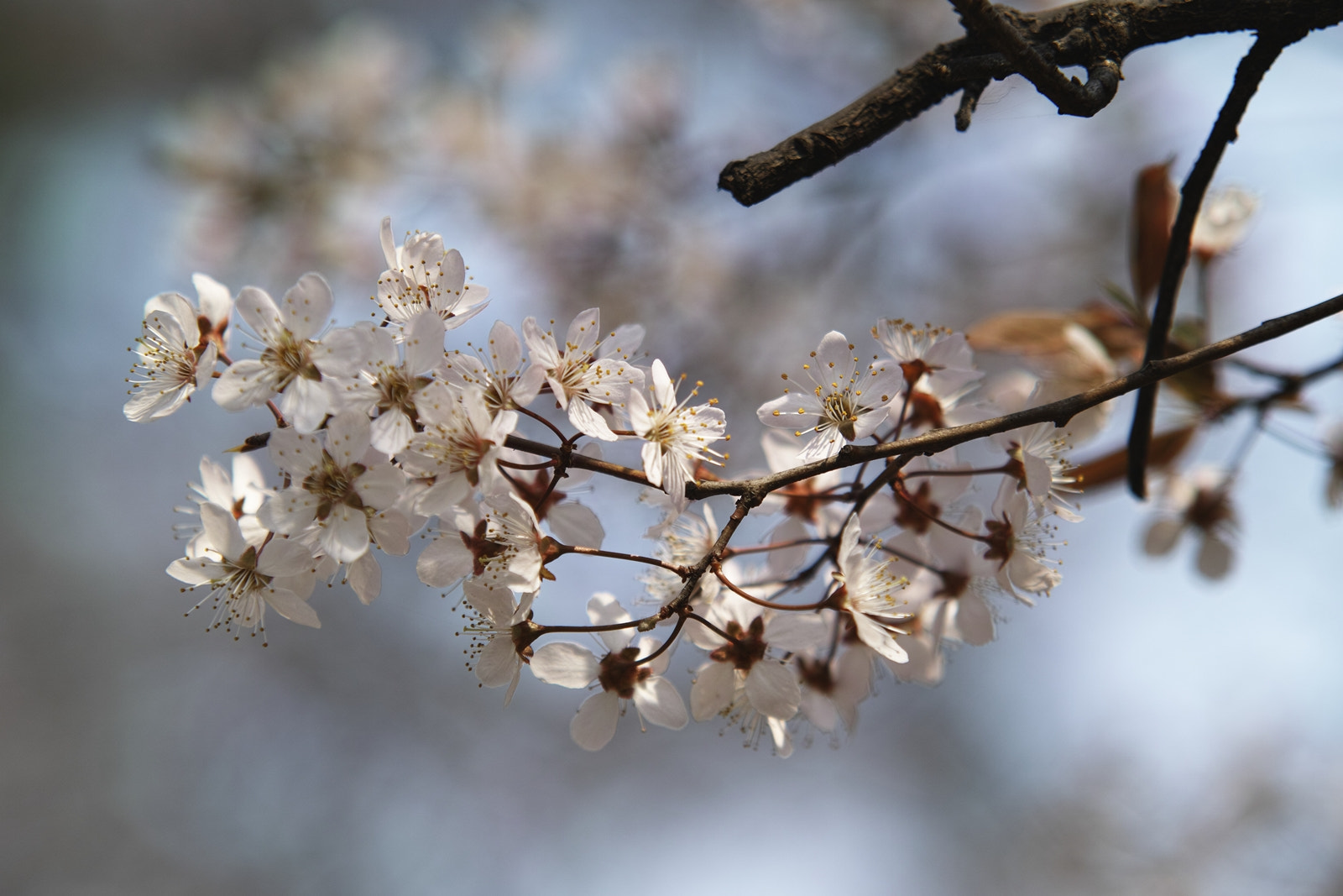 Sigma SD1 Merrill + Sigma 70-200mm F2.8 EX DG HSM APO Macro sample photo. Cherry blossoms photography