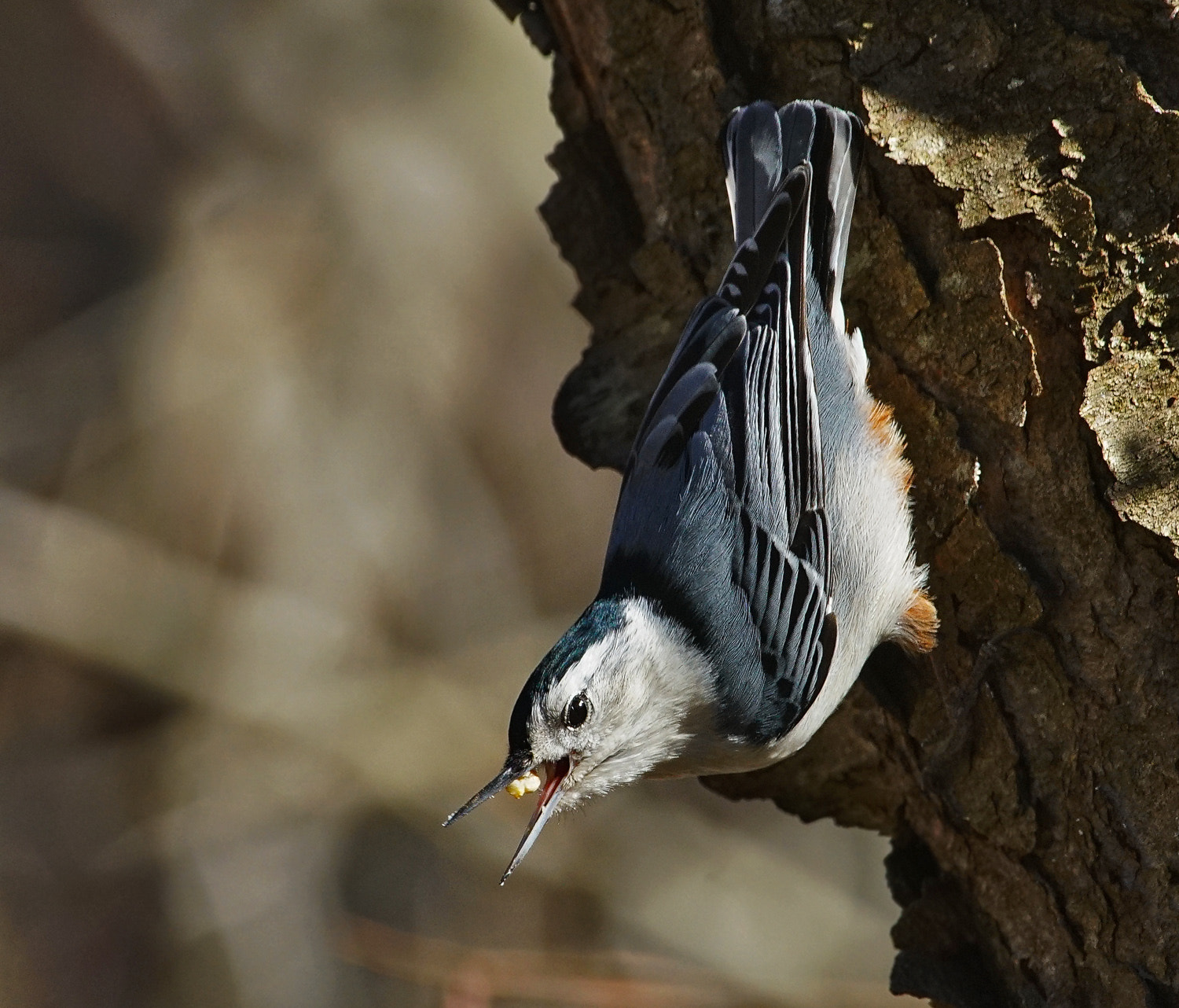 100-400mm F4.5-5.6 G SSM OSS sample photo. Dont talk with your mouth full photography