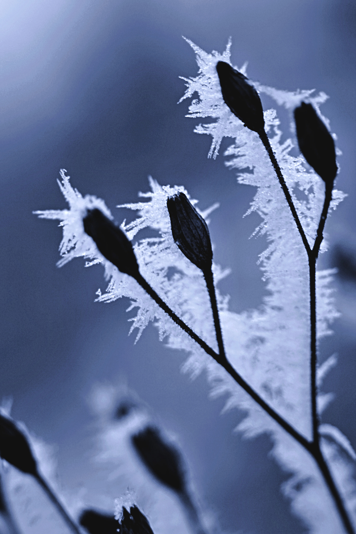 Canon EF 28-90mm f/4-5.6 sample photo. Frozen photography