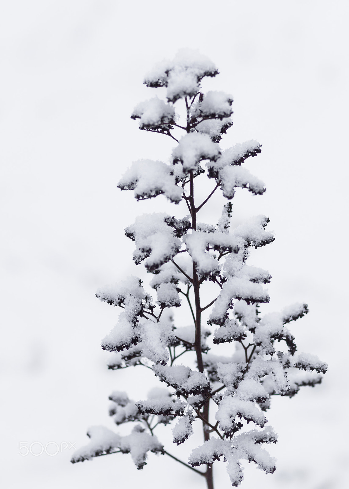 Olympus E-5 + OLYMPUS 50mm Lens sample photo. Finaly my garden is white :-) photography