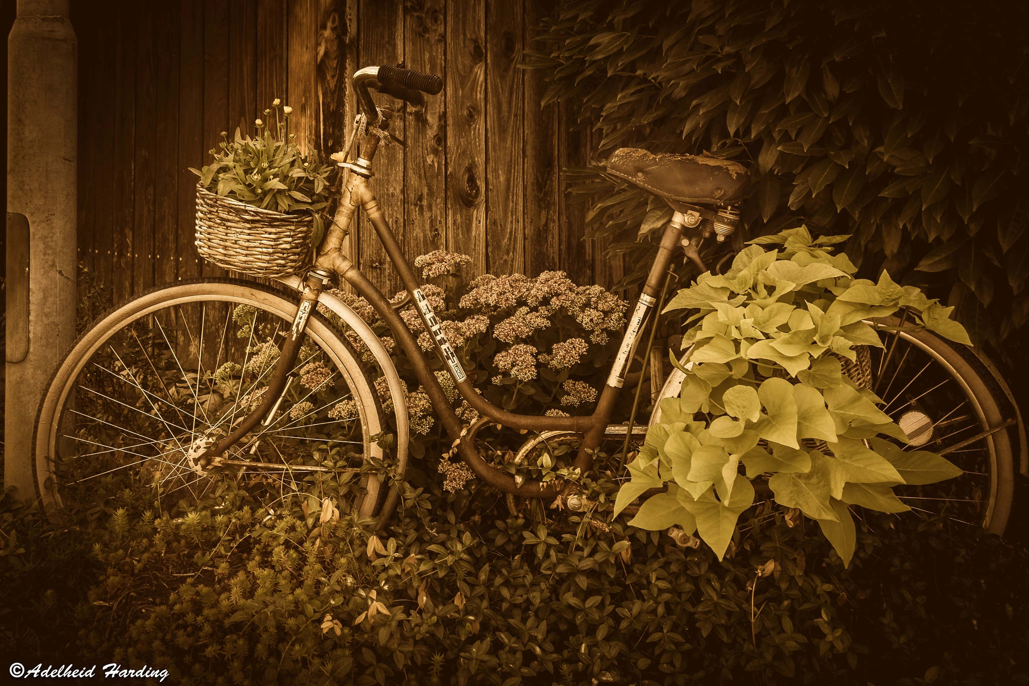 Canon EF-S 18-55mm F3.5-5.6 sample photo. Rusty old bike photography