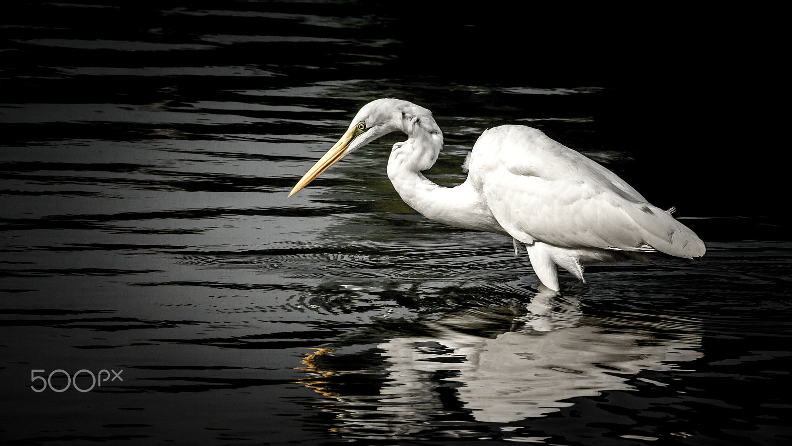 Canon EF 70-300mm F4-5.6L IS USM sample photo. The great egret no photography