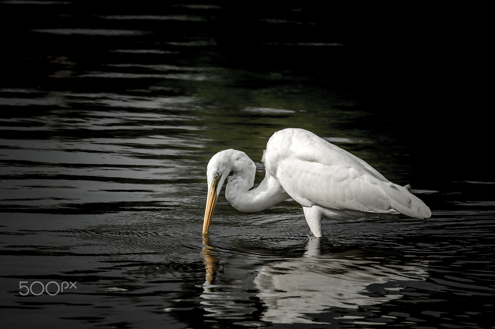 Canon EF 70-300mm F4-5.6L IS USM sample photo. The great egret no photography