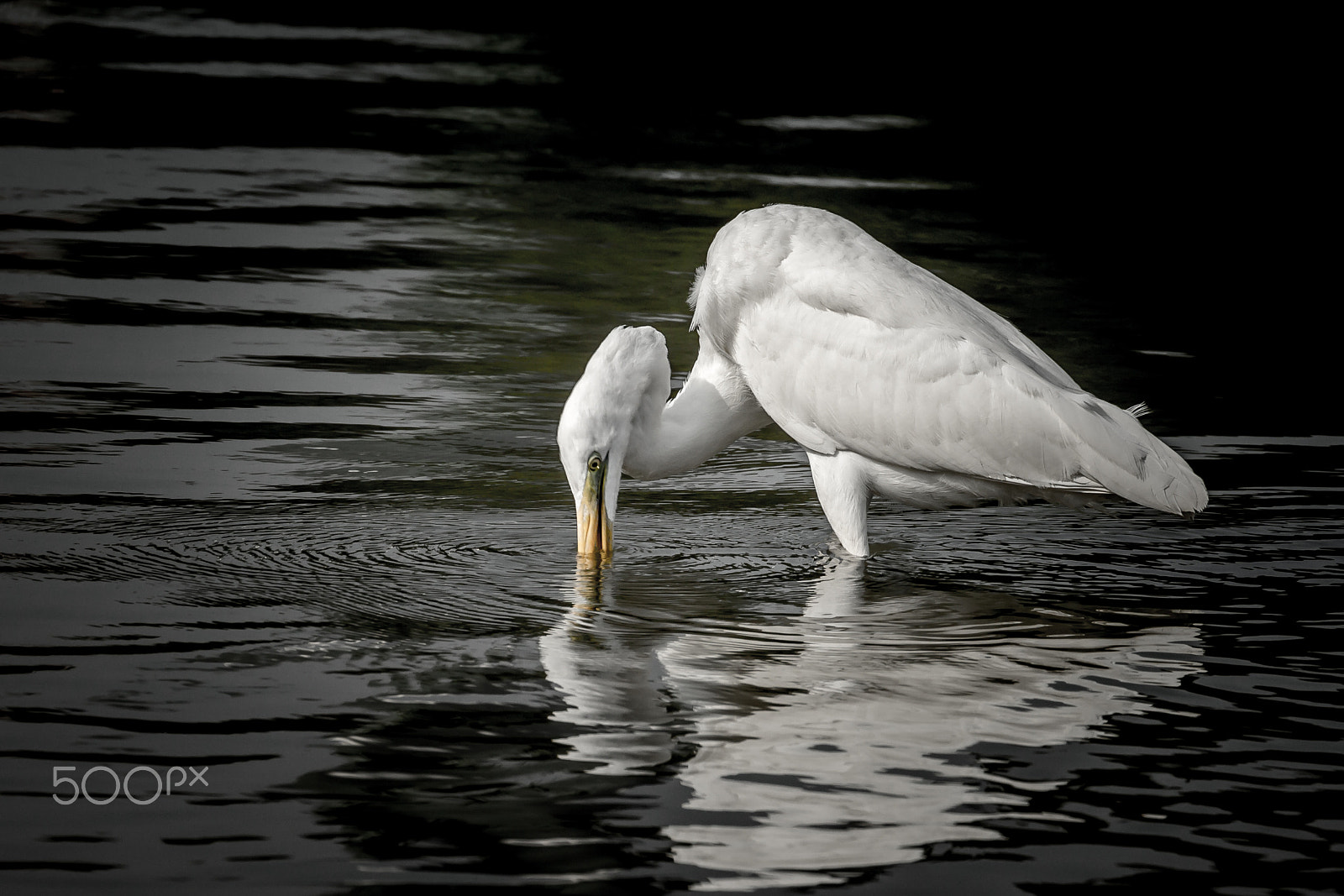Canon EF 70-300mm F4-5.6L IS USM sample photo. The great egret no photography