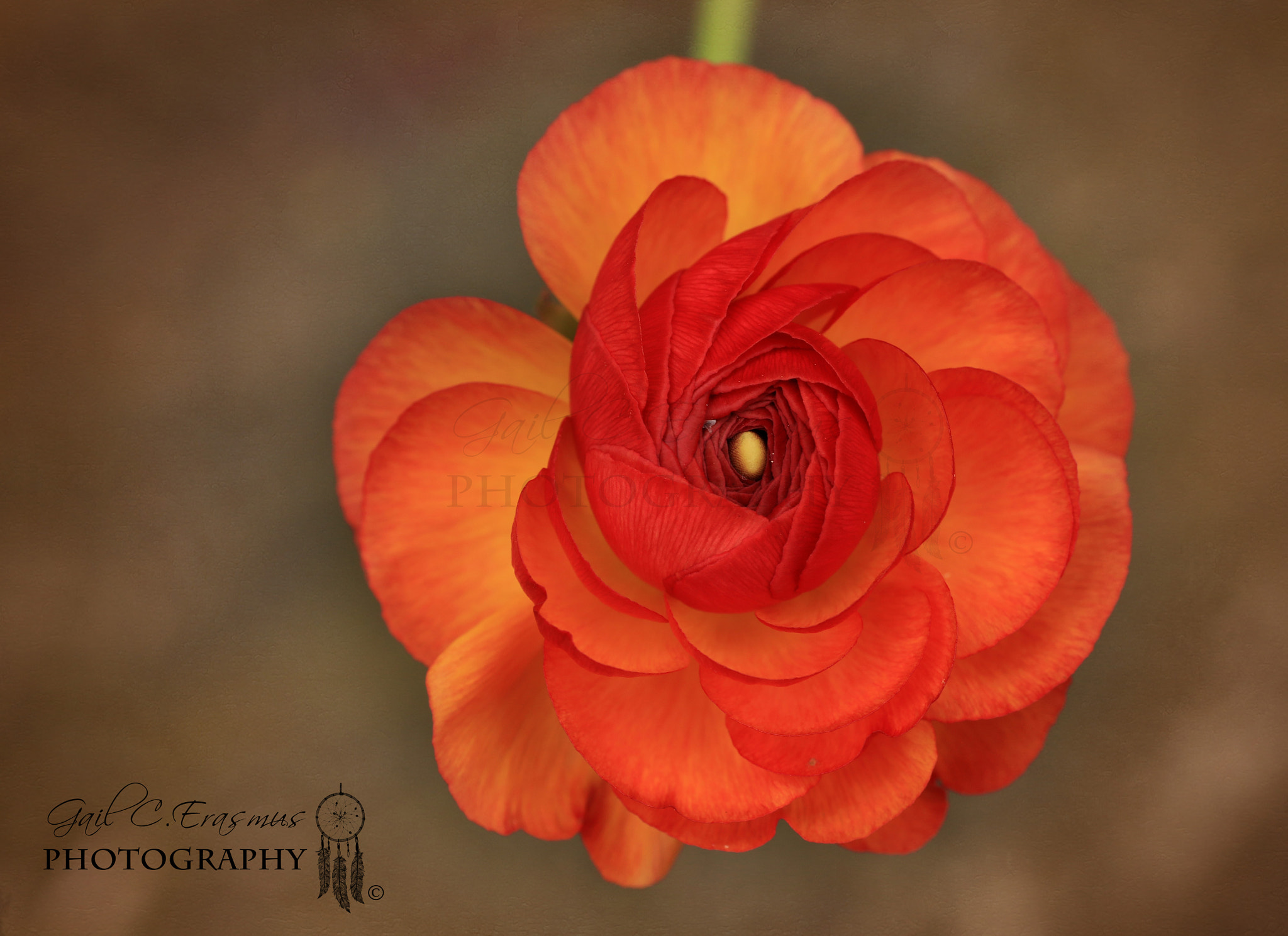 Sigma 50mm f/1.4 EX DG HSM + 1.4x sample photo. Ranunculus photography