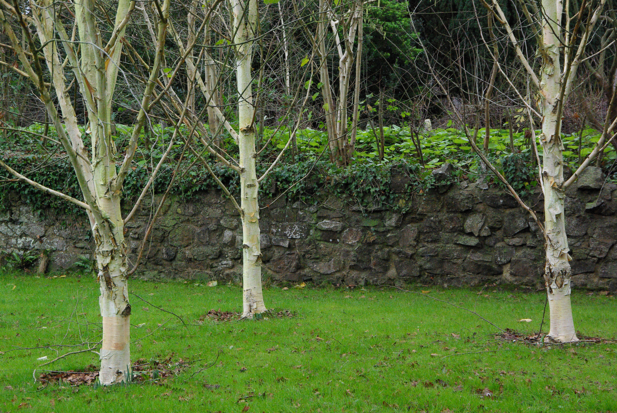 Samsung GX-10 sample photo. I was partial to these three trees photography