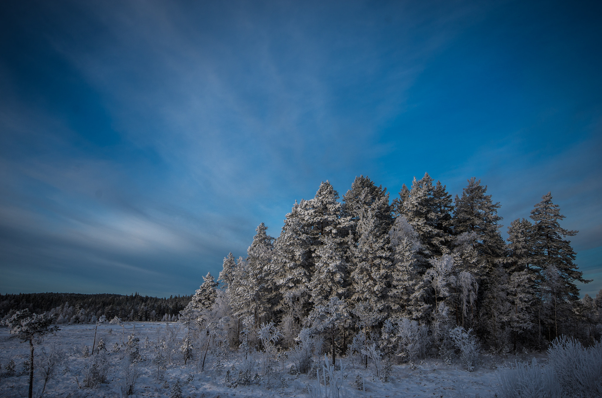 Sigma AF 10-20mm F4-5.6 EX DC sample photo. Frozen trees photography