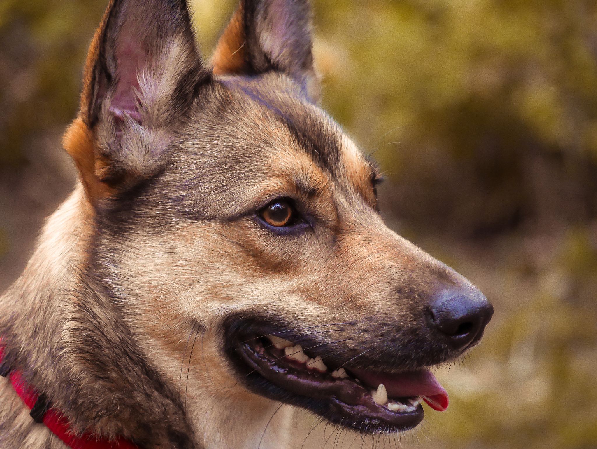 Panasonic Lumix DMC-GX7 sample photo. Dog photography