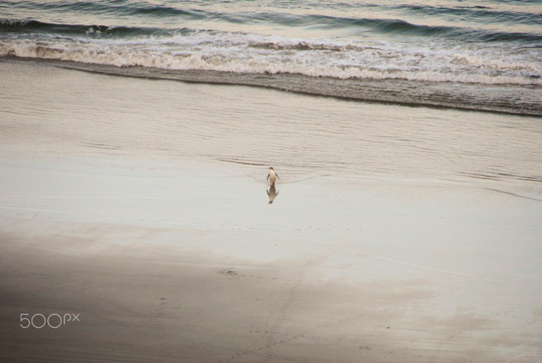 Sigma 18-250mm F3.5-6.3 DC OS HSM sample photo. Otago peninsula penguin, new zealand photography