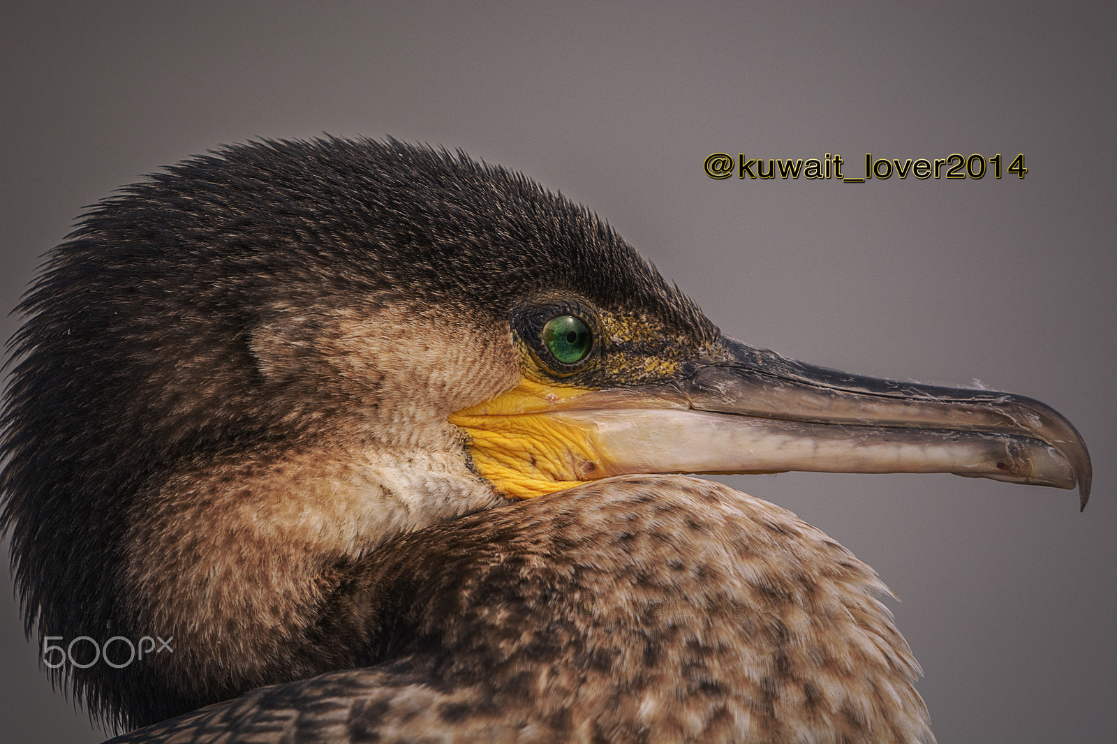 Nikon AF-S Nikkor 600mm F4G ED VR sample photo. 710_3940-1.jpg photography