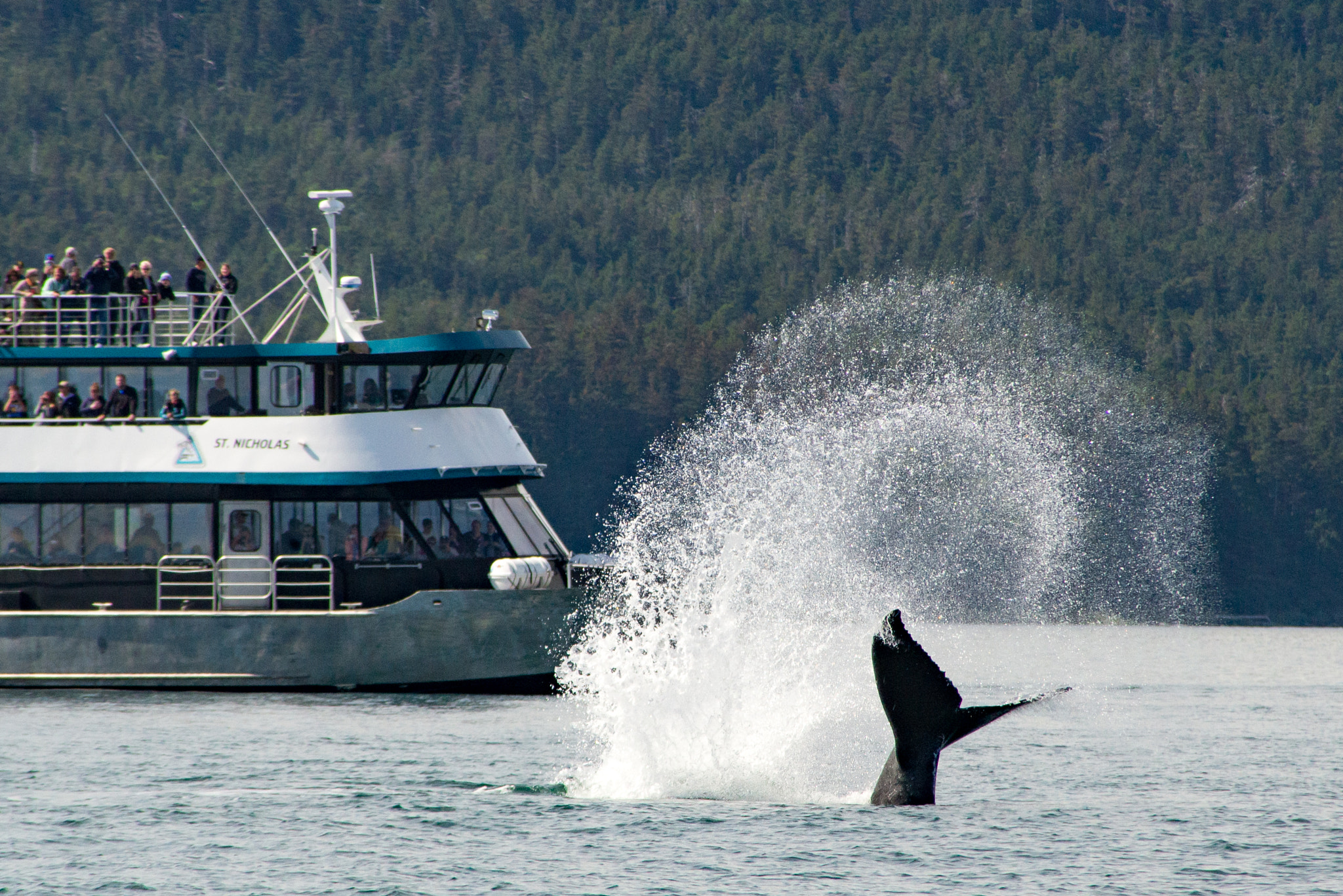 Nikon D600 sample photo. Flipping off whalewatching tour photography