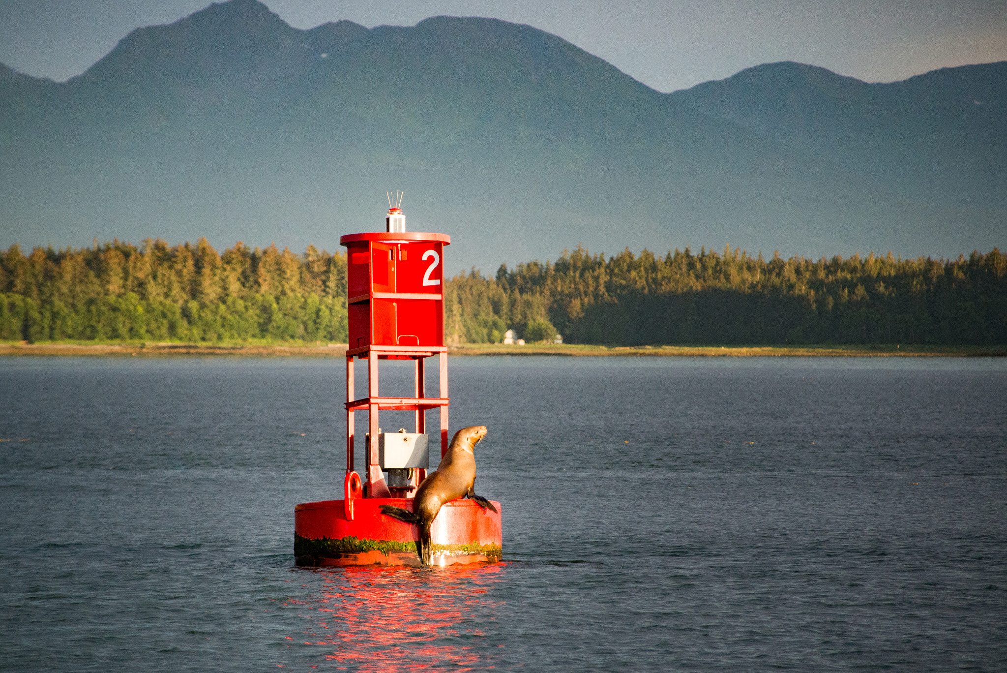 Nikon D600 sample photo. Stellar sealion sunset photography