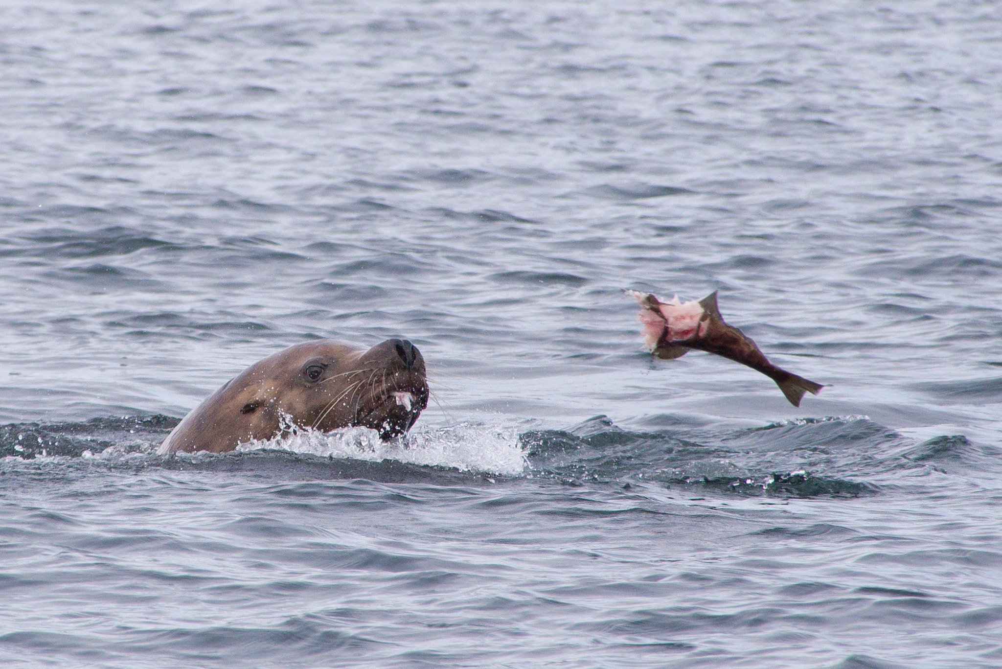 Nikon D600 sample photo. Stellar sealion shredding salmon photography