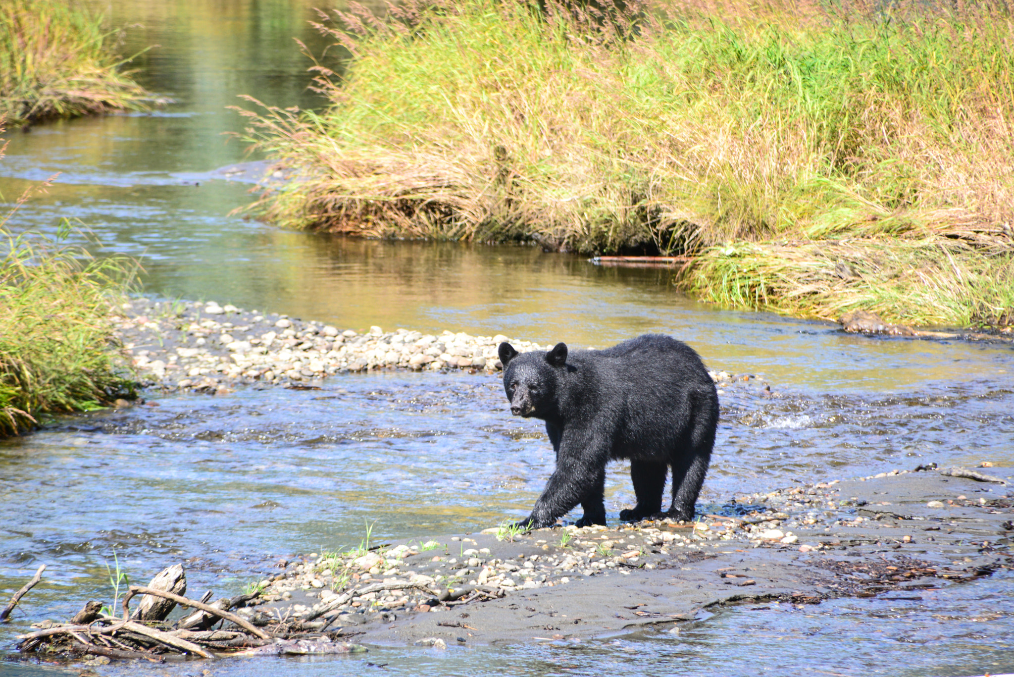 Nikon D600 sample photo. Mother black bear at mendenhall glacier photography