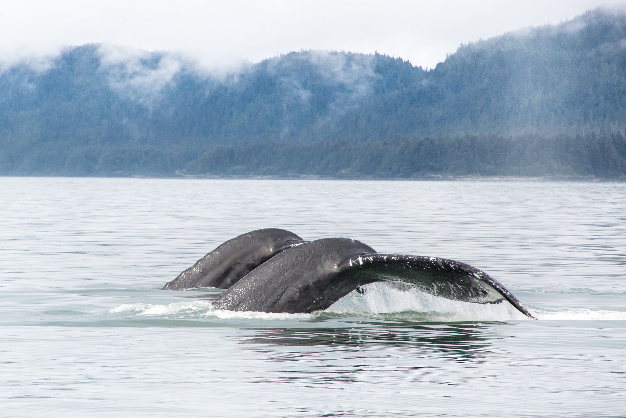Nikon D600 sample photo. Mom and calf humpbacks photography