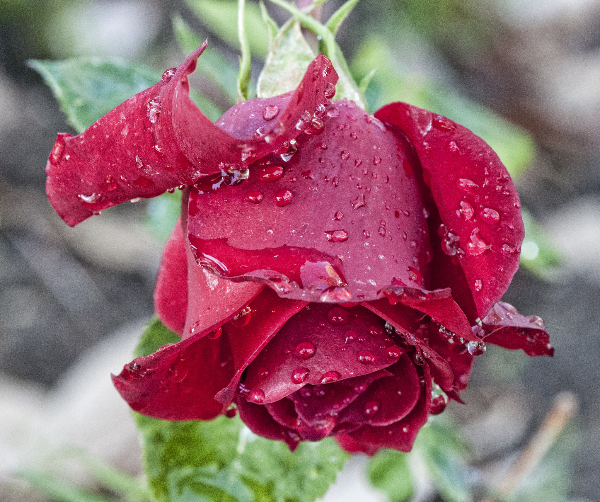 Nikon AF-S DX Micro-Nikkor 85mm F3.5G ED VR sample photo. Guadalajara winter rose photography