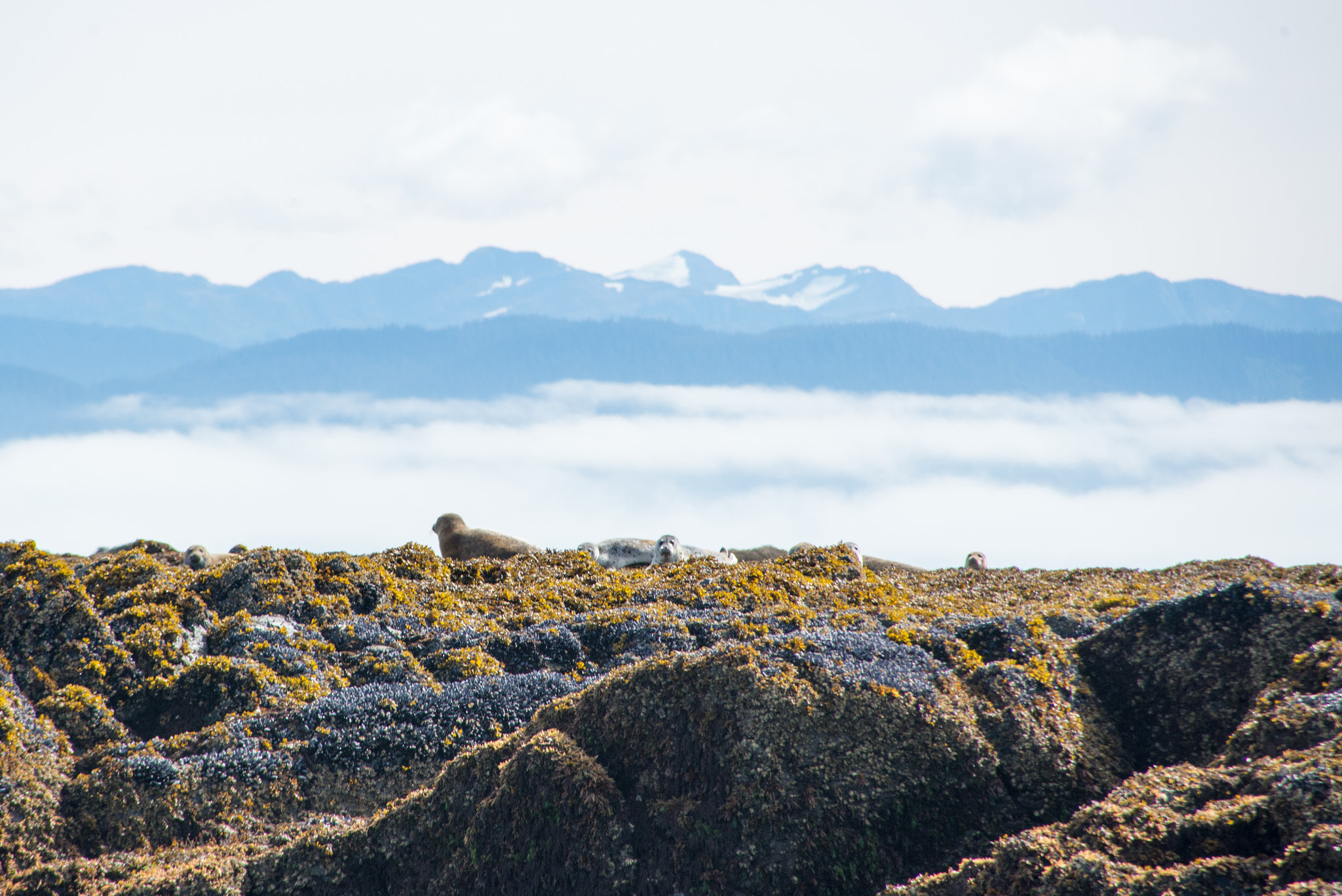 Nikon D600 sample photo. Harbor seal rock photography