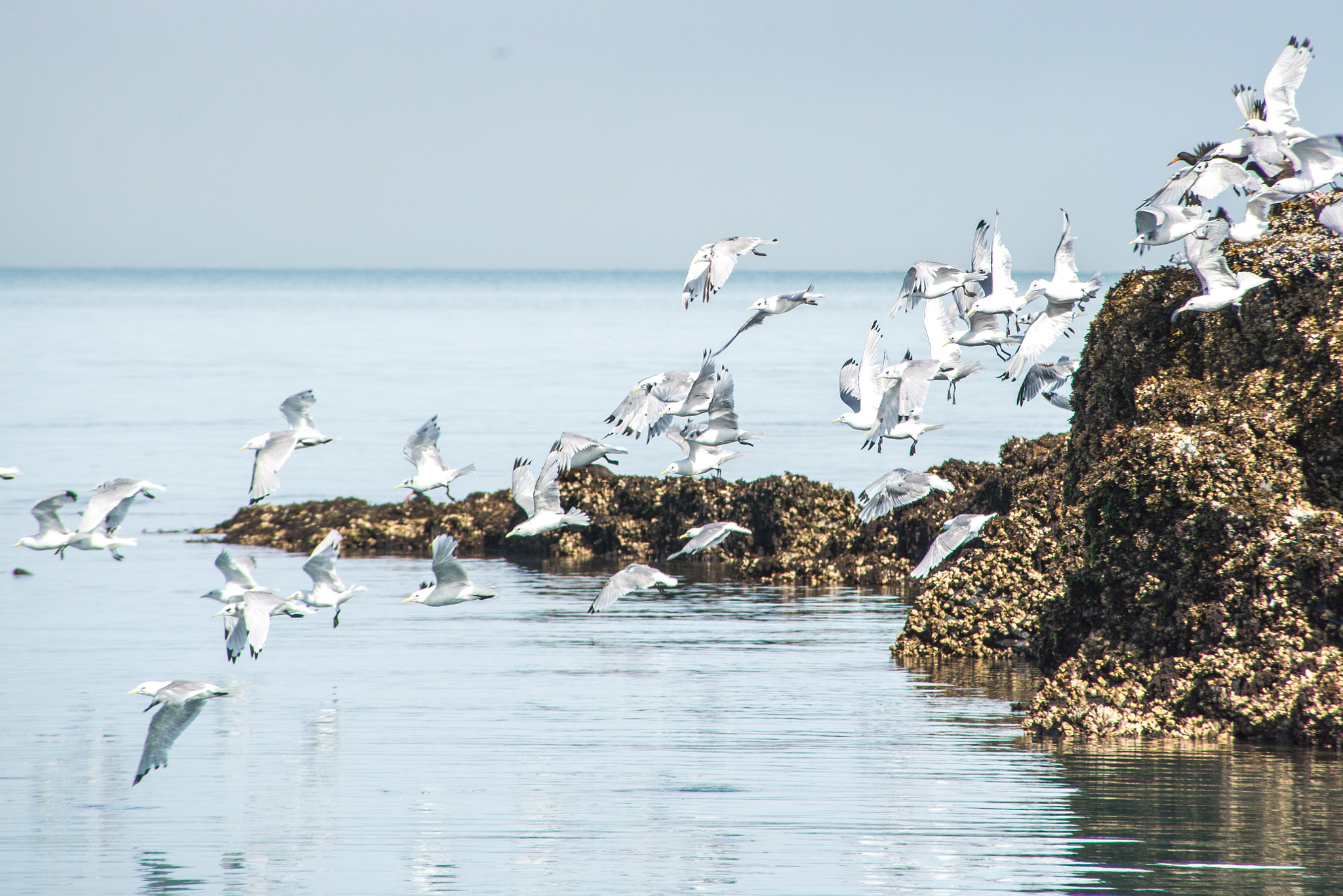 Nikon D600 sample photo. Bonnapart gull rock photography