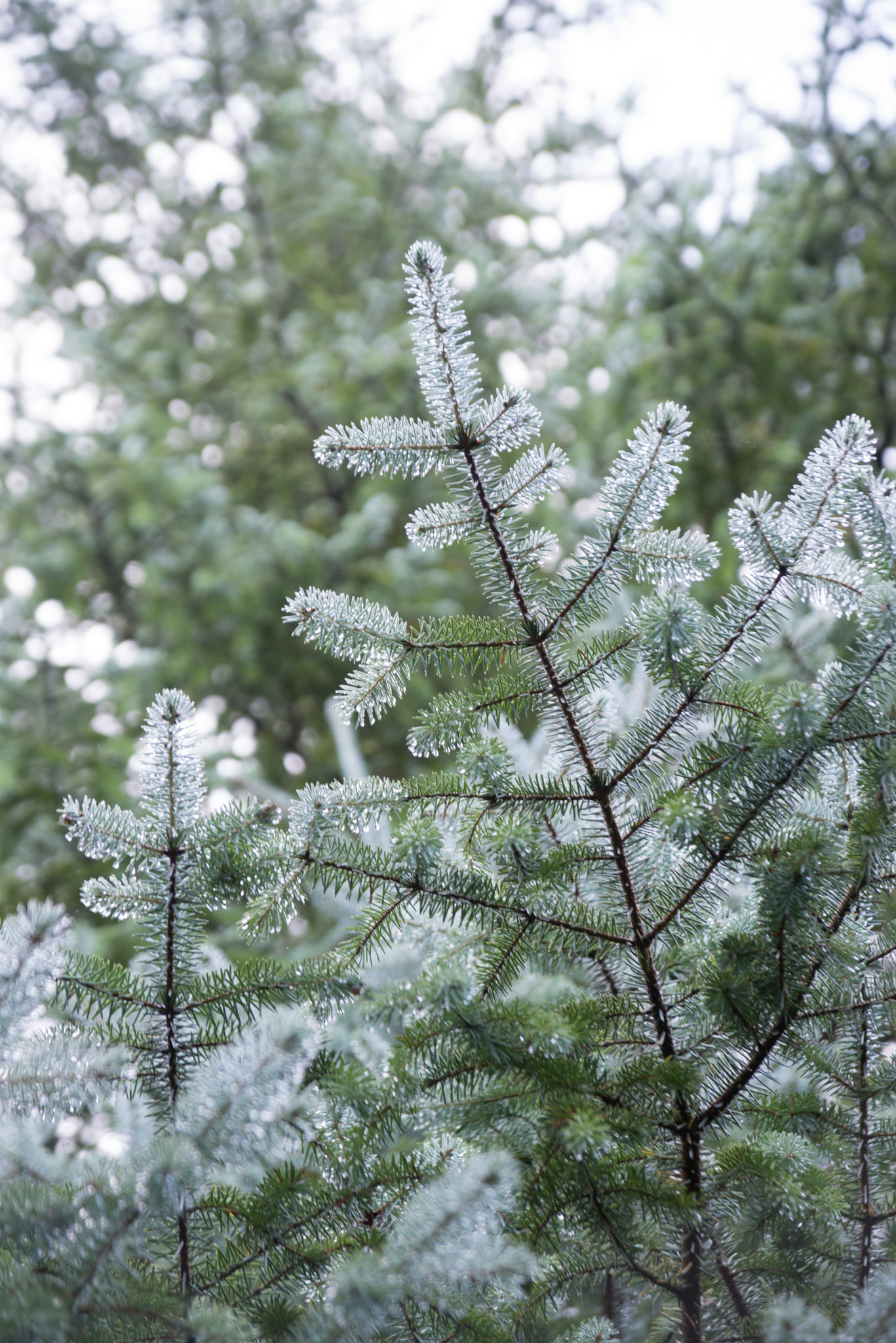 Nikon D600 sample photo. Rainy sitka spruce photography