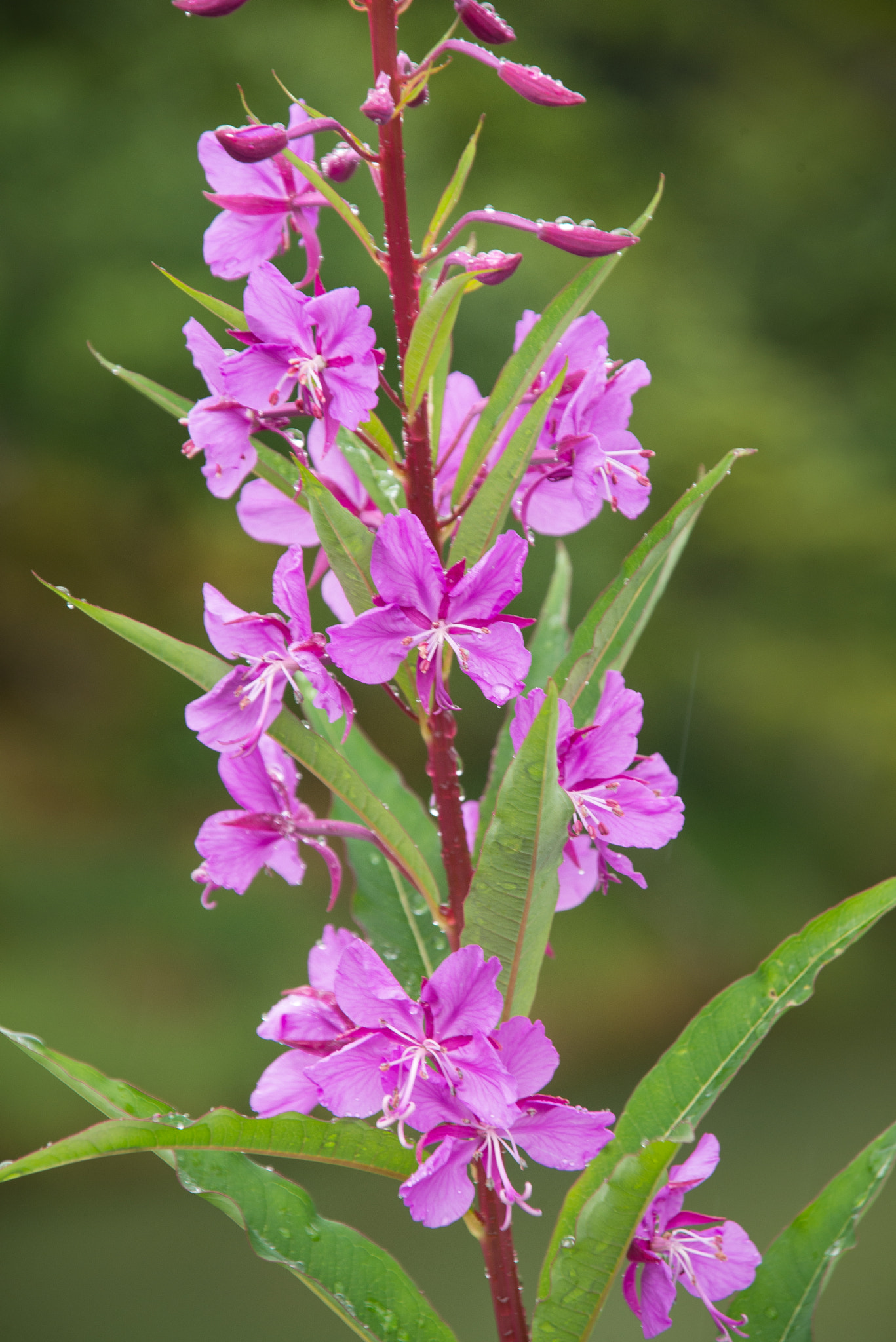 Nikon D600 sample photo. Showy fireweed photography