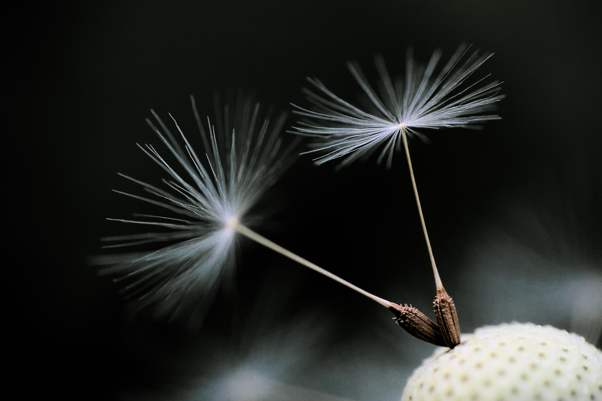 Sony ILCA-77M2 + Sigma 70-300mm F4-5.6 DL Macro sample photo. The last two photography