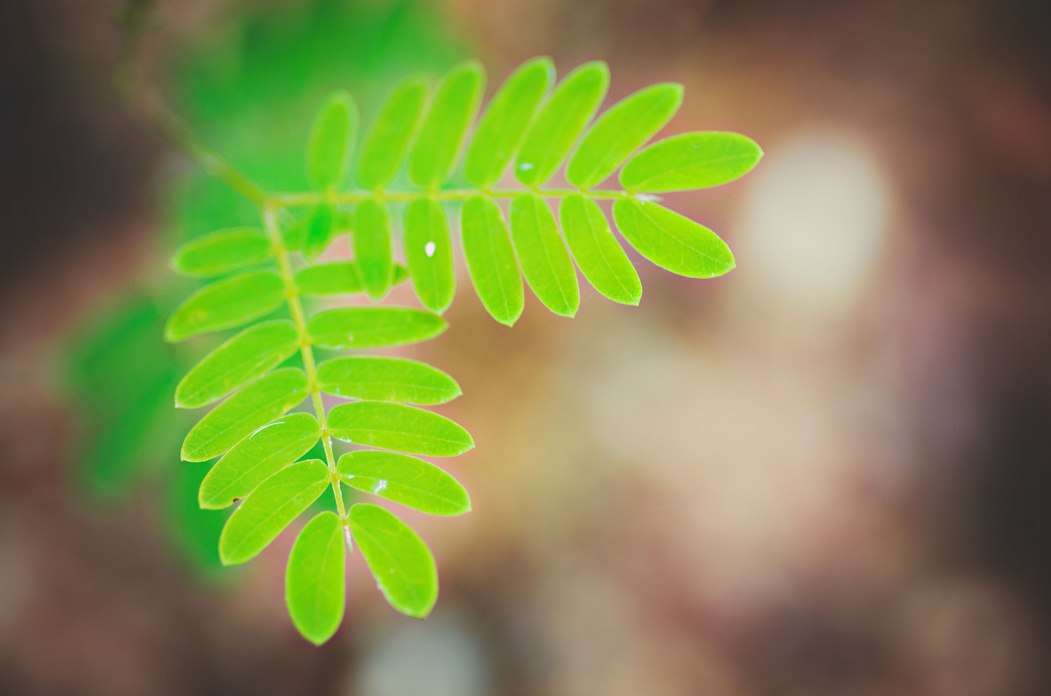 Pentax smc D-FA 100mm F2.8 Macro WR sample photo. Hope photography