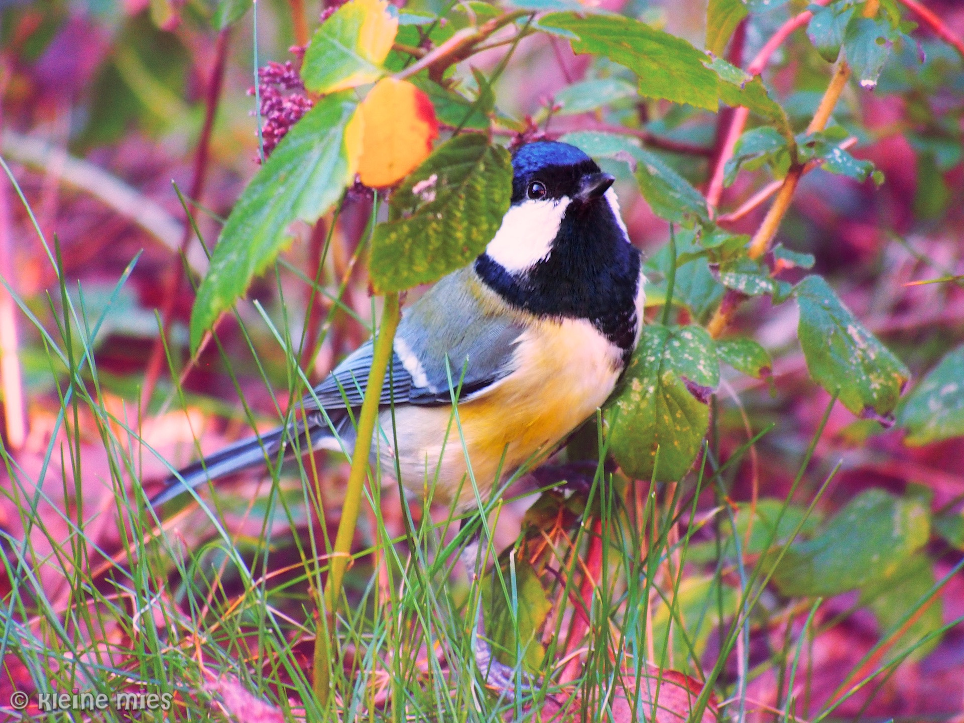 Olympus OM-D E-M5 sample photo. Great titmouse photography