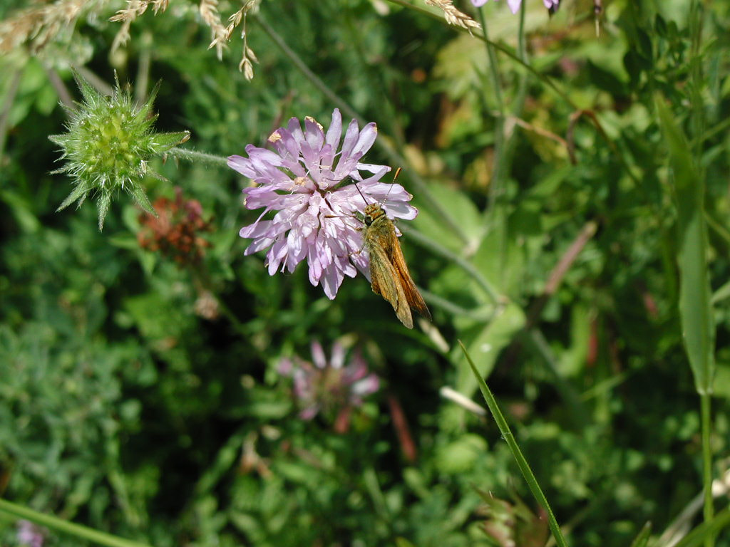 Olympus C3030Z sample photo. Flower and butterfly, 2000 photography