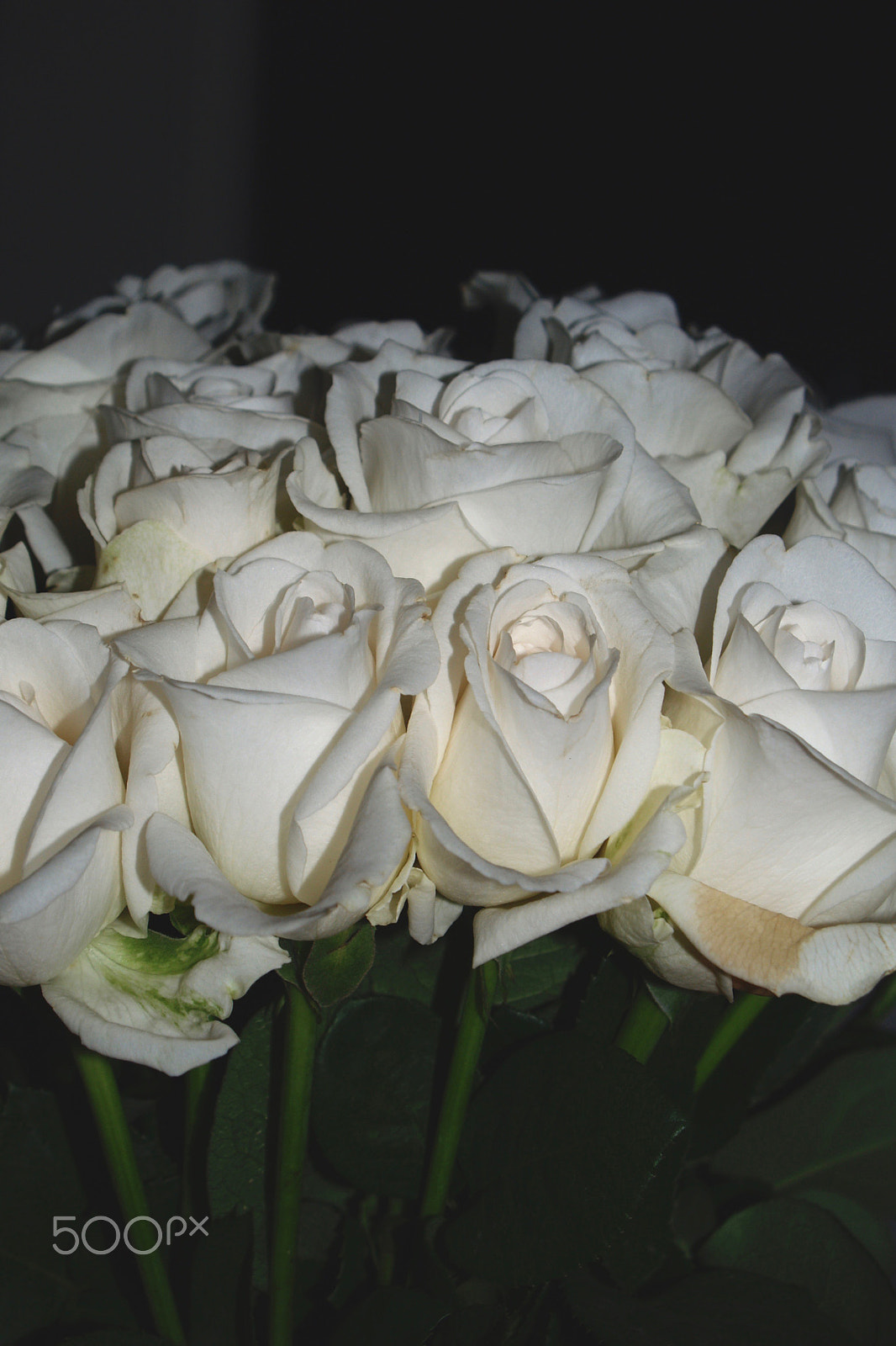 Olympus Zuiko Digital 14-45mm F3.5-5.6 sample photo. My birthday roses... photography