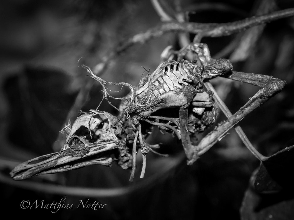 Olympus E-620 (EVOLT E-620) + OLYMPUS 14-42mm Lens sample photo. Baby bird mummy photography