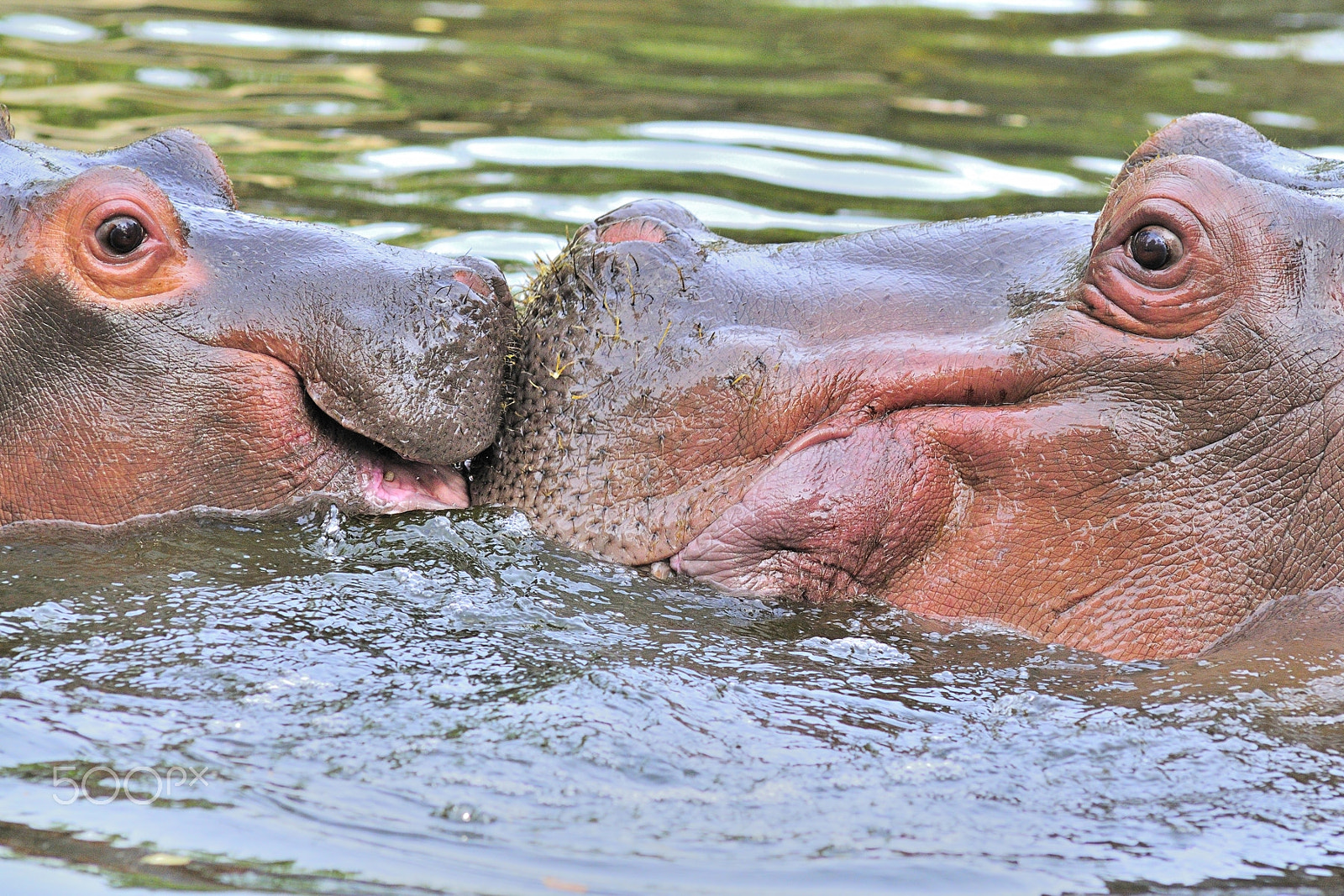 Nikon D300 + AF Nikkor 300mm f/2.8 IF-ED N sample photo. Kissing hippos photography