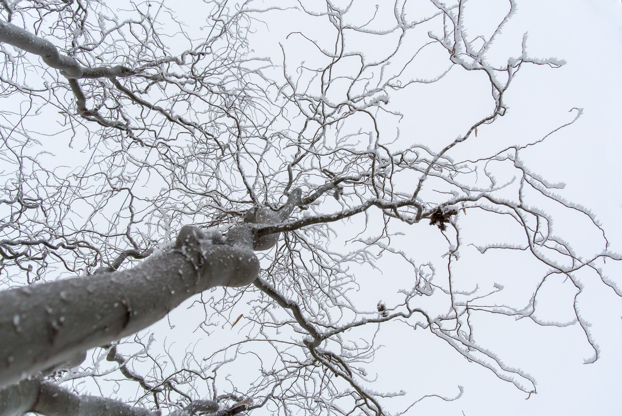 Nikon 1 Nikkor 11-27.5mm F3.5-5.6 sample photo. Frozen tree photography